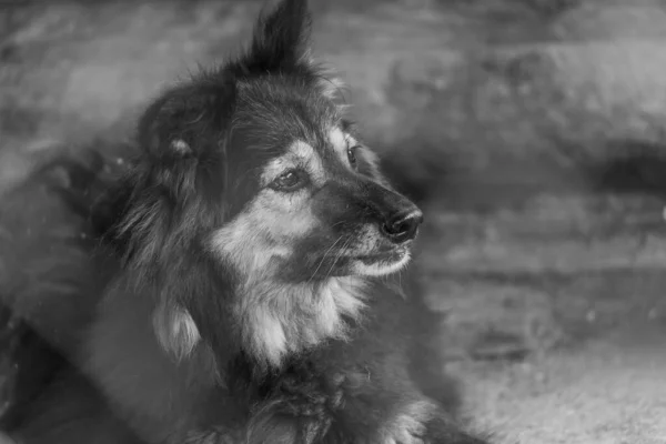 Foto em preto e branco do cão sem-teto em um abrigo para cães. BW — Fotografia de Stock