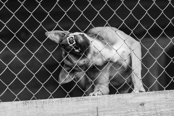 Foto en blanco y negro de un perro sin hogar en un refugio para perros. BW — Foto de Stock