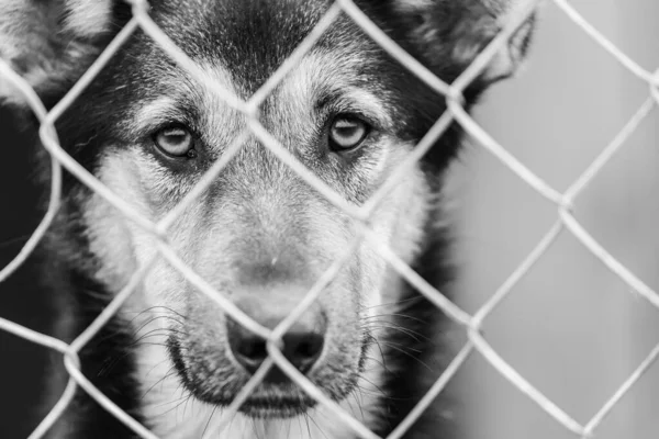 Fekete-fehér fotó egy hajléktalan kutyáról egy menhelyen kutyáknak. BW — Stock Fotó