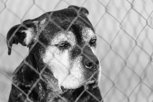 Zwart-wit foto van dakloze hond in een opvangtehuis voor honden. BW — Stockfoto