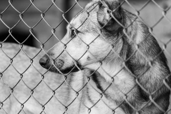 Foto em preto e branco do cão sem-teto em um abrigo para cães. BW — Fotografia de Stock