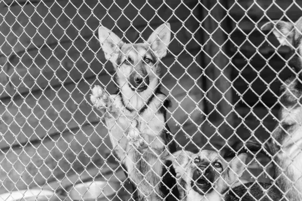 Schwarz-Weiß-Foto eines Obdachlosen in einem Tierheim für Hunde. BW — Stockfoto