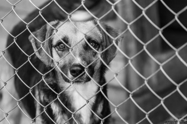 Köpek barınağındaki evsiz köpeğin siyah beyaz fotoğrafı. BW