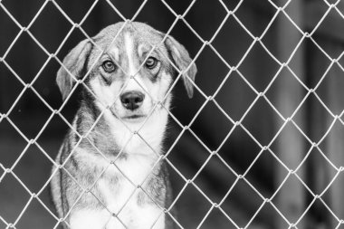 Köpek barınağındaki evsiz köpeğin siyah beyaz fotoğrafı. BW