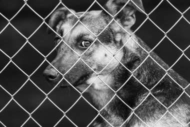 Köpek barınağındaki evsiz köpeğin siyah beyaz fotoğrafı. BW