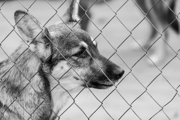 Black and white photo of homeless dog in a shelter for dogs. BW — Stock Photo, Image