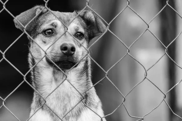 Foto en blanco y negro de un perro sin hogar en un refugio para perros. BW — Foto de Stock