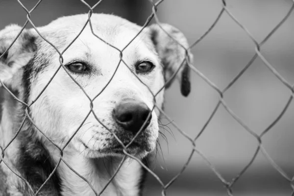 Foto en blanco y negro de un perro sin hogar en un refugio para perros. BW — Foto de Stock