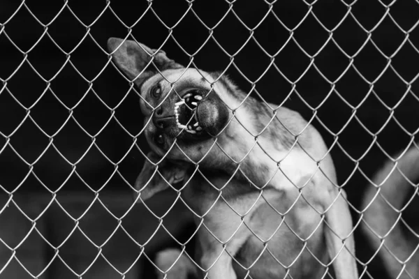 Black and white photo of homeless dog in a shelter for dogs. BW — Stock Photo, Image