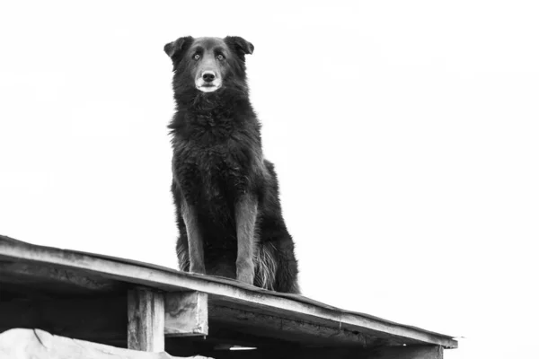 Foto em preto e branco do cão sem-teto em um abrigo para cães. BW — Fotografia de Stock