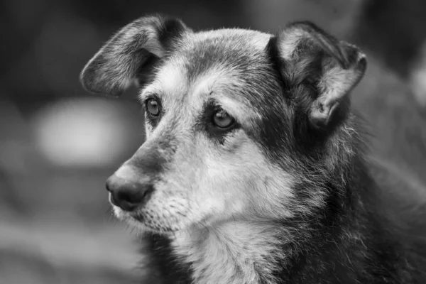 Köpek barınağındaki evsiz köpeğin siyah beyaz fotoğrafı. BW — Stok fotoğraf