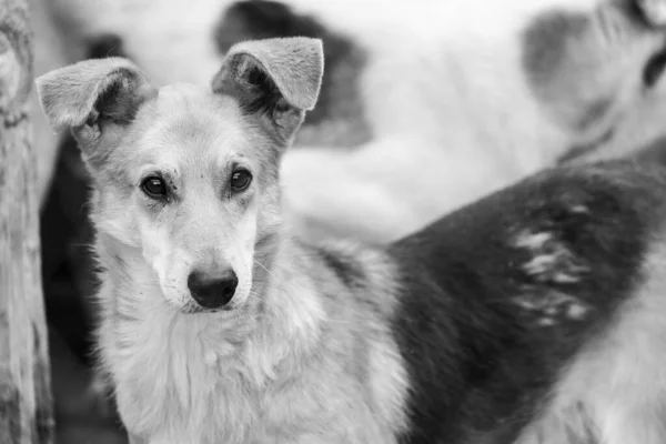 Foto en blanco y negro de un perro sin hogar en un refugio para perros. BW — Foto de Stock