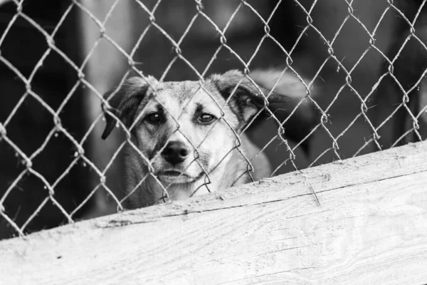 无家狗在狗舍里的黑白照片。BW — 图库照片