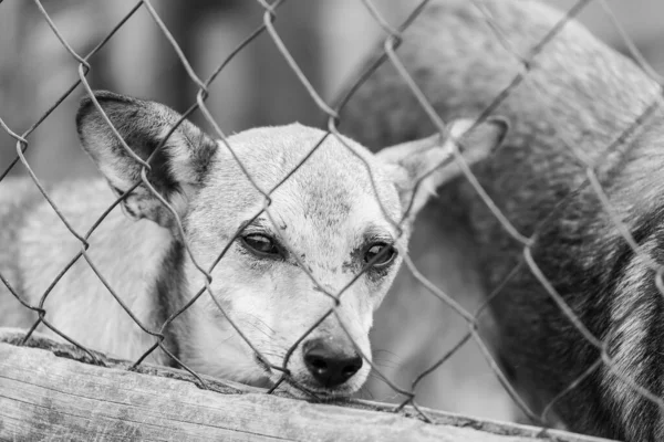 Foto em preto e branco do cão sem-teto em um abrigo para cães. BW — Fotografia de Stock