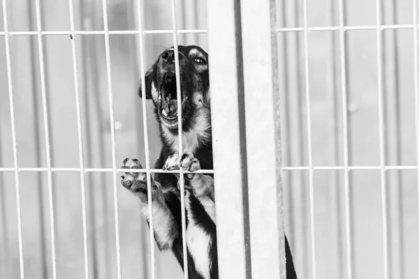 Foto en blanco y negro de un perro sin hogar en un refugio para perros. BW — Foto de Stock