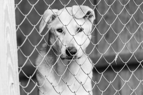 Foto em preto e branco do cão sem-teto em um abrigo para cães. BW — Fotografia de Stock