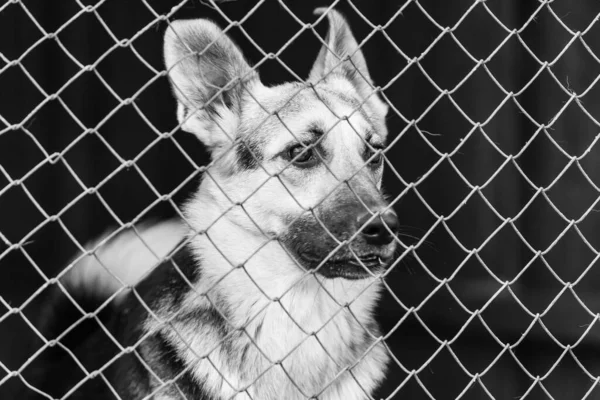 Photo en noir et blanc d'un chien sans abri dans un refuge pour chiens. BW — Photo