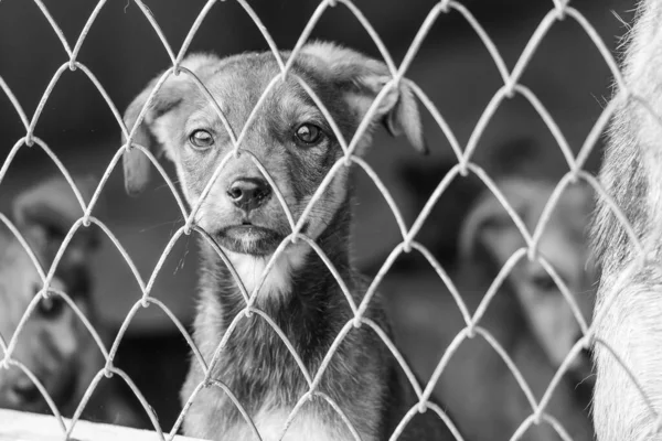 Svart och vitt foto av hemlös hund i ett härbärge för hundar. BW — Stockfoto