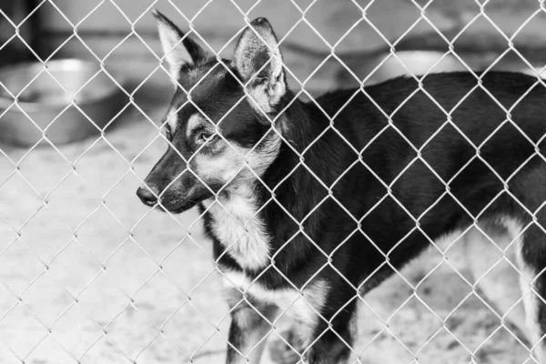 Foto in bianco e nero di un cane senzatetto in un rifugio per cani. BW — Foto Stock