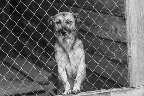 Svart och vitt foto av hemlös hund i ett härbärge för hundar. BW — Stockfoto