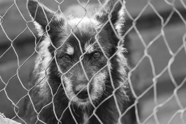 Black and white photo of homeless dog in a shelter for dogs. BW — Stock Photo, Image