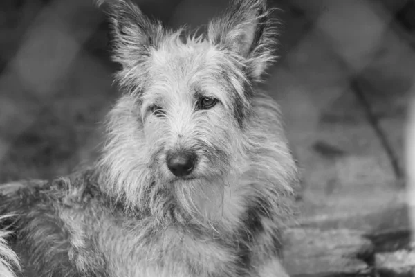 Foto em preto e branco do cão sem-teto em um abrigo para cães. BW — Fotografia de Stock