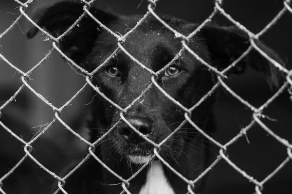 Foto en blanco y negro de un perro sin hogar en un refugio para perros. BW — Foto de Stock