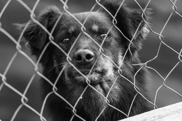 Foto en blanco y negro de un perro sin hogar en un refugio para perros. BW — Foto de Stock