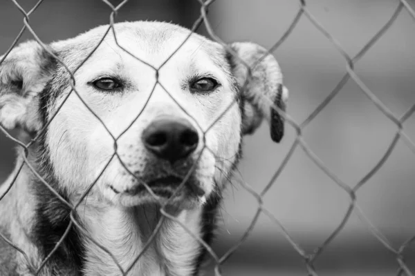 Foto em preto e branco do cão sem-teto em um abrigo para cães. BW — Fotografia de Stock