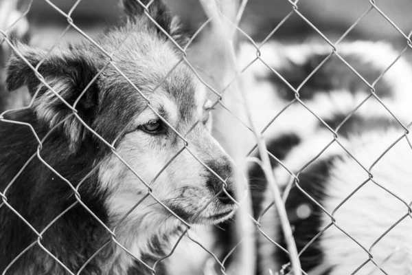 Black and white photo of homeless dog in a shelter for dogs. BW — Stock Photo, Image