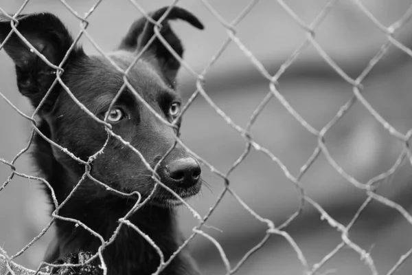 개들을 위한 보호 소에 있는 집없는 개의 흑백 사진. BW — 스톡 사진