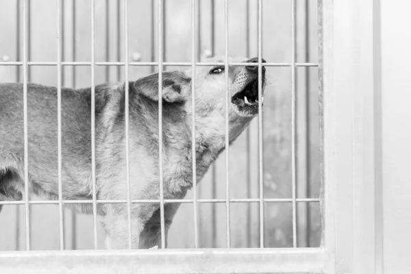 Foto en blanco y negro de un perro sin hogar en un refugio para perros. BW — Foto de Stock