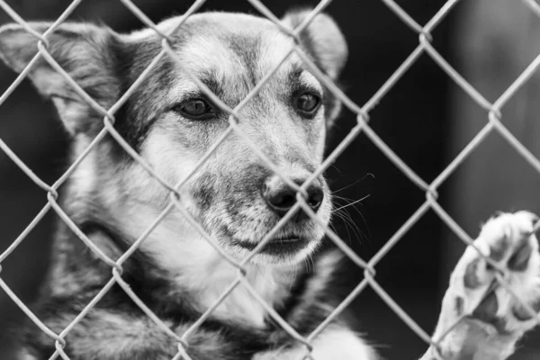 Foto en blanco y negro de un perro sin hogar en un refugio para perros. BW — Foto de Stock