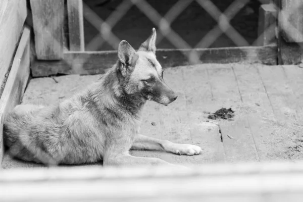 Foto em preto e branco do cão sem-teto em um abrigo para cães. BW — Fotografia de Stock