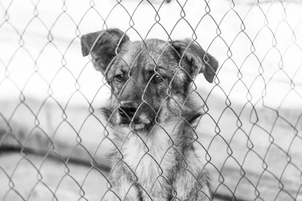 Photo en noir et blanc d'un chien sans abri dans un refuge pour chiens. BW — Photo