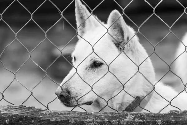 Foto en blanco y negro de un perro sin hogar en un refugio para perros. BW — Foto de Stock