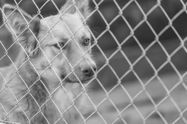 Foto em preto e branco do cão sem-teto em um abrigo para cães. BW — Fotografia de Stock