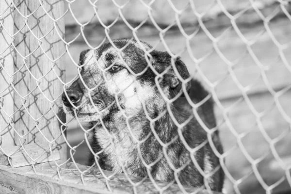 Foto em preto e branco do cão sem-teto em um abrigo para cães. BW — Fotografia de Stock