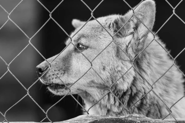 Ασπρόμαυρη φωτογραφία άστεγου σκύλου σε καταφύγιο σκύλων. BW — Φωτογραφία Αρχείου