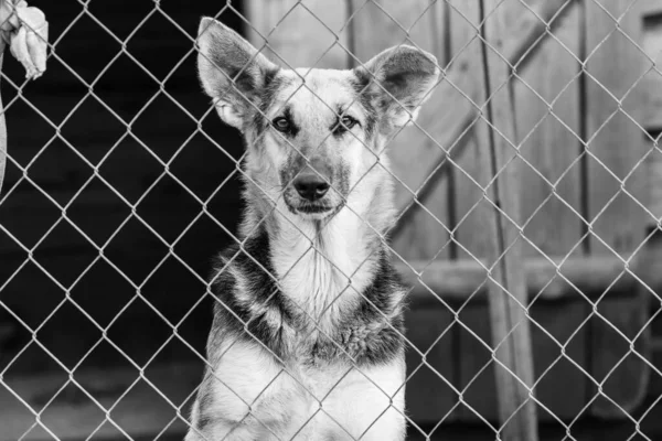 Köpek barınağındaki evsiz köpeğin siyah beyaz fotoğrafı. BW — Stok fotoğraf