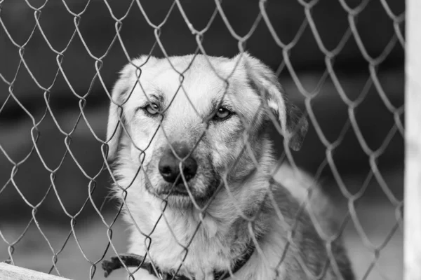 Foto em preto e branco do cão sem-teto em um abrigo para cães. BW — Fotografia de Stock