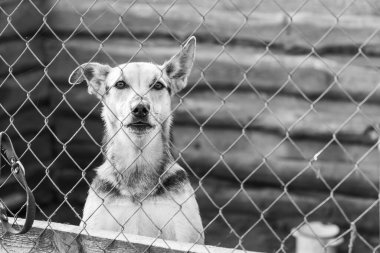 Köpek barınağındaki evsiz köpeğin siyah beyaz fotoğrafı. BW