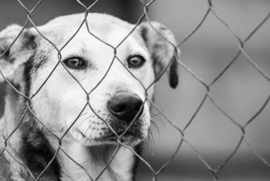 Köpek barınağındaki evsiz köpeğin siyah beyaz fotoğrafı. BW