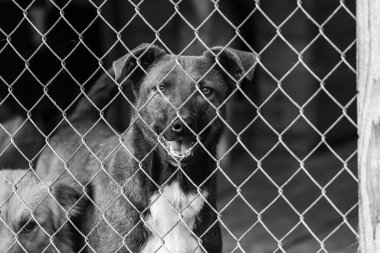 Köpek barınağındaki evsiz köpeğin siyah beyaz fotoğrafı. BW