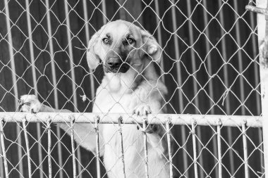 Köpek barınağındaki evsiz köpeğin siyah beyaz fotoğrafı. BW