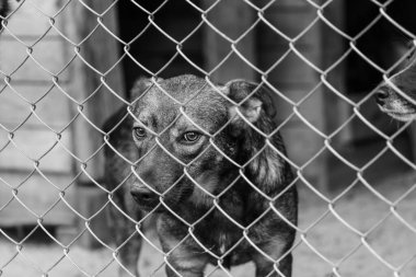 Köpek barınağındaki evsiz köpeğin siyah beyaz fotoğrafı. BW