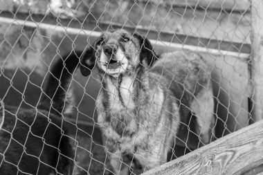 Köpek barınağındaki evsiz köpeğin siyah beyaz fotoğrafı. BW