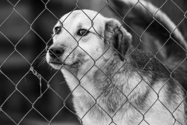 Köpek barınağındaki evsiz köpeğin siyah beyaz fotoğrafı. BW