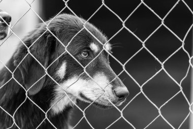 Köpek barınağındaki evsiz köpeğin siyah beyaz fotoğrafı. BW