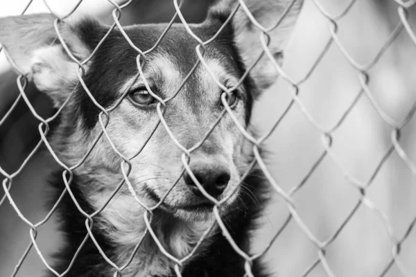 Photo en noir et blanc d'un chien sans abri dans un refuge pour chiens. BW — Photo